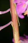 Fireweed